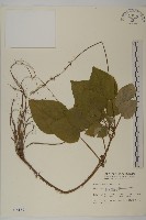 藏品(阿里山鬼督郵)的圖片