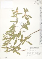 藏品(裂葉月見草)的圖片