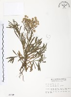 藏品(美洲假蓬)的圖片