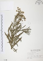 藏品(美洲假蓬)的圖片