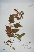 藏品(呂宋莢迷)的圖片