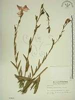 藏品(待宵草)的圖片