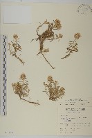 藏品(玉山抱莖籟簫)的圖片