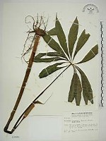 藏品(臺灣天南星)的圖片