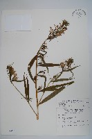 藏品(大本山梗菜)的圖片