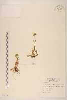 藏品(玉山飛蓬)的圖片