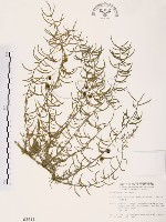 藏品(天門冬)的圖片