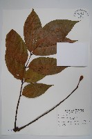 藏品(鐘萼木)的圖片