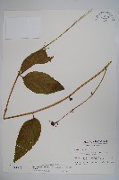 藏品(台灣土黨參)的圖片