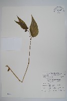 藏品(台灣土黨參)的圖片