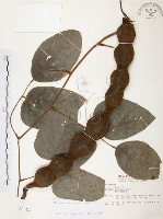 藏品(血藤、青山籠)的圖片