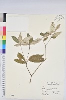 藏品(裡白巴豆)的圖片