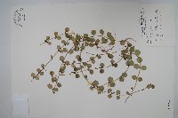 藏品(風不動)的圖片