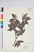 藏品(珍珠花、長尾葉越橘)的圖片