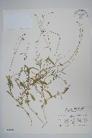 藏品(細葉蘭花參)的圖片