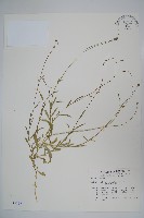 藏品(細葉蘭花參)的圖片