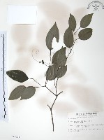 藏品(風藤)的圖片