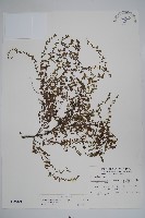 藏品(細纍子草)的圖片