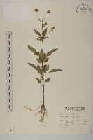 藏品(大花咸豐草)的圖片