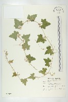 藏品(倒吊金鐘、天花)的圖片