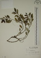 藏品(拎壁龍)的圖片