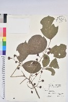 藏品(茄苳、重陽木)的圖片