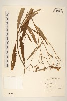 藏品(黃菀)的圖片