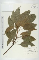 藏品(薯豆)的圖片