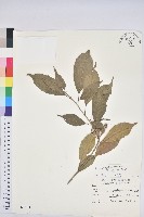 藏品(後大埔石櫟、煙斗柯)的圖片