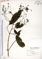 藏品(三葉山香圓)的圖片