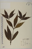 藏品(草珊瑚、紅果金粟蘭)的圖片