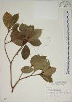 藏品(山黃梔)的圖片