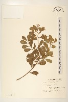 藏品(鯽魚膽、闊苞菊)的圖片