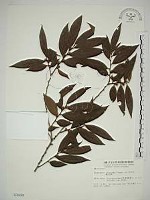 藏品(軟毛柿)的圖片