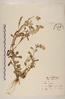 藏品(鼠麴舅)的圖片