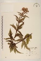 藏品(臺灣澤蘭)的圖片