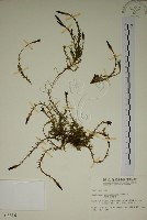 藏品(阿里山龍膽)的圖片