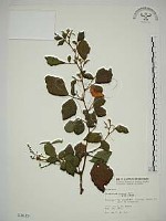 藏品(波葉山螞蝗)的圖片