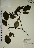 藏品(昆欄樹)的圖片