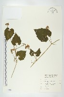 藏品(青牛膽)的圖片