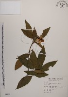 藏品(木荷)的圖片