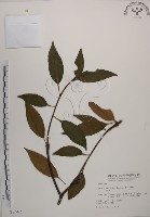 藏品(木荷)的圖片