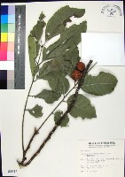 藏品(蘭嶼椌木)的圖片