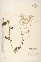 藏品(一枝香)的圖片