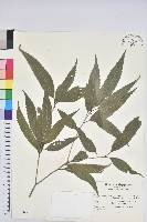 藏品(狹葉椆)的圖片