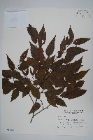 藏品(阿里山千金榆)的圖片