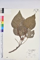 藏品(紅肉橙蘭、華血桐)的圖片