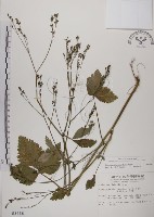 藏品(鴨兒芹)的圖片