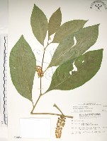 藏品(日本商陸、圓果商陸)的圖片