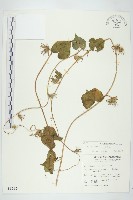 藏品(碗仔花)的圖片